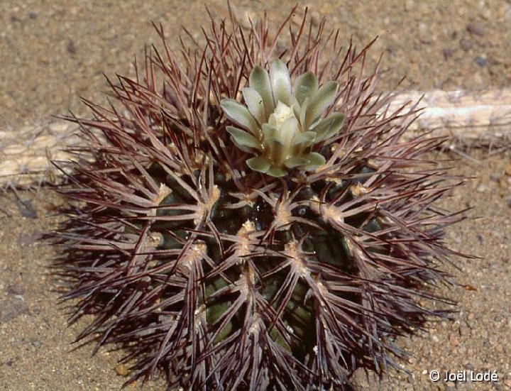 Gymnocalycium schickendantzii  JL sp. large